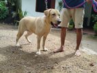 Labrador Golden Retriever Dog for Crossing