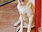 Labrador Golden Retriever (Male) for Crossing