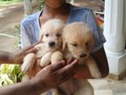 Labrador Golden Retriever Puppies