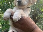 Labrador Retriever Puppy