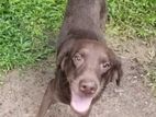 Labrador Dog for Crossing