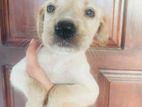 Labrador/ ලැබ්රඩෝ මික්ස් බලු පැටව්