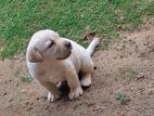 Labrador Retriever Dog