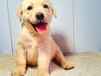 Labrador Puppies