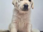 Labrador Puppies