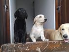 Labrador Male and Female Puppies