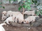 Labrador Male / Female Puppies