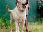 Labrador male (Big head Big Born )for Crossing