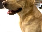 Labrador Male Dog for Crossing