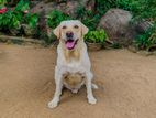 Labrador Male Dog Crossing