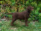 Labrador Male Dog For Crossing