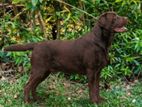 Labrador Male Dog For Crossing
