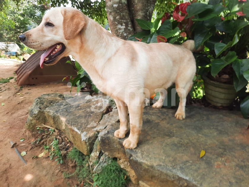 Labrador Male Dog for Crossing in Welimada ikman