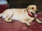 Labrador Male Dog for Crossing