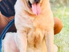 Labrador Male Dog for Crossing