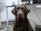 Labrador Male Dog For Crossing