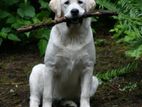 Labrador Male Dog .