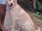 Labrador Male Dog