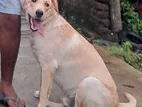 Labrador Male Dog