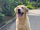 Labrador Male Dog