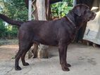 Labrador Male Dog for Stud Service