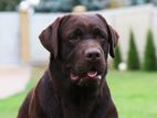 Labrador male dogs for crossing