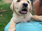 Labrador Male/Female Puppy