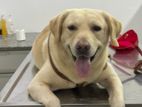 Labrador Male for Crossing