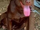 Labrador Male for Crossing