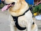 Labrador Male for Crossing