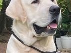 Labrador Male for Crossing
