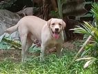 Labrador Male For Crossing
