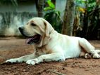 Labrador Male For Crossing