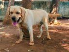 Labrador Male for Crossing