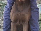 Labrador Male for Crossing