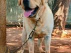 Labrador Male For Crossing