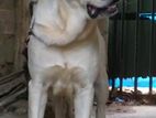 Labrador Male for Crossing