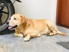 Labrador (male) for Crossing