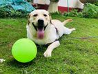 Labrador Male for Crossing
