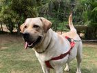 Labrador Male For Crossing