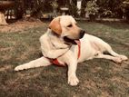 Labrador Male for Crossing
