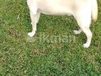 Labrador Male for Crossing