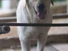 Labrador Male for Crossing