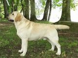 Labrador male for crossing (show winners )