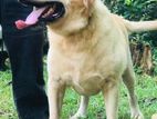 Labrador Male for Crossing (stud)