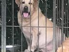 Labrador Male for Crossing (Stud)