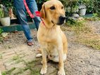 Labrador Male Puppy