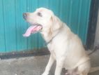 Labrador Male