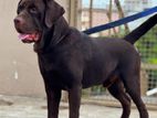 Labrador Male for Stud