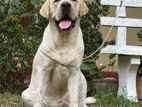 Labrador Male for Stud Service